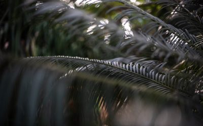 Ihr Hotelführer für Taschkent 2025