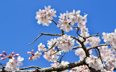 Nagoya Hotels: Luxus bis Budget – Ihr perfekter Aufenthalt 2025