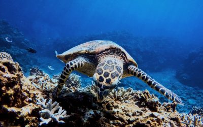 Top Hotels Okinawa 2025: Luxus bis Budget