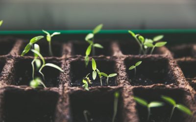 Stressabbau & Zwerchfellatmung: Die mentale Kraft des Atems