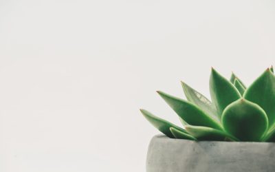 Warum Ihre Muskeln unsichtbar bleiben: Körperfett & Definition