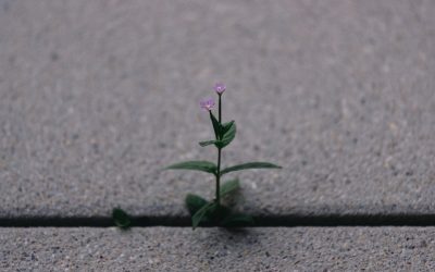 Glückliche Routinen: 5 Wege zu mehr Zufriedenheit im Alltag