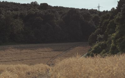 Starker Kern: Rückenschmerz ade!