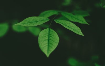 Nachhaltig leben: Dein grüner Weg