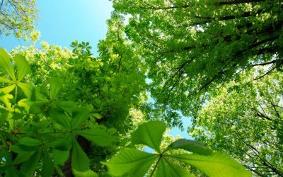 Nachhaltig leben: Geld sparen, Umwelt schützen