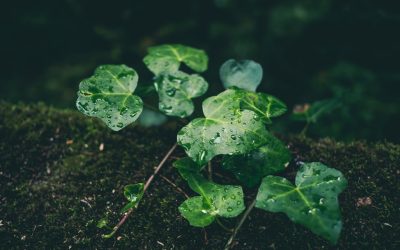 Nachhaltig leben: Zero Waste Tipps für Deutschland