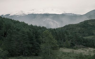 Waldbaden: Dein Weg zu Ruhe & Gesundheit