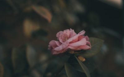 Blog-Erfolg: SEO, AdSense & nachhaltige Monetarisierung