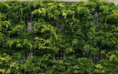 Nachhaltig leben: Grüne Tipps für Deutschland