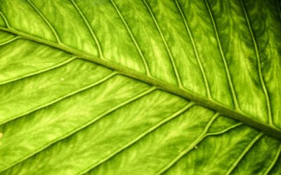 Nachhaltig leben: Praktische Tipps