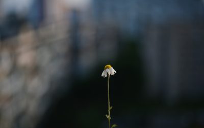 Die Geheimnisse der Langlebigkeit: Was wir von den gesündesten und ältesten Menschen der Welt lernen können