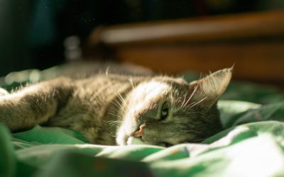 Die goldene Routine: Schlafen Sie doppelt so effizient!