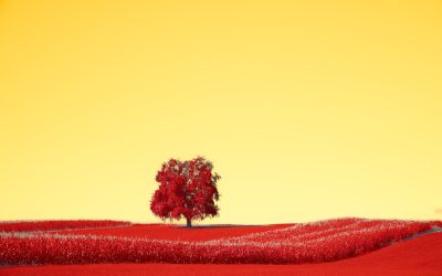 Blutgruppen und Persönlichkeit: Ein Blick auf den Mythos und die Wissenschaft