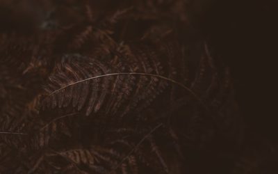 MBTI-Kompatibilität in Beziehungen: Mythen, Realitäten und Wachstumschancen
