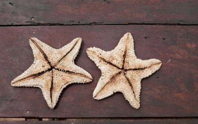 Sternzeichen und Karriere: Wie astrologische Einsichten Ihre berufliche Reise inspirieren können