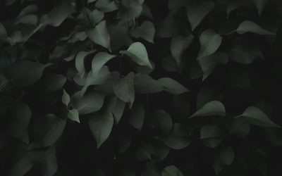 MBTI und Beziehungen: Ein tieferer Blick auf die Dynamik der Persönlichkeit in der Liebe