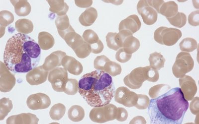 Blutgruppe und Persönlichkeit: Mythos oder Wissenschaft? Ein Blick auf die Fakten im Jahr 2026