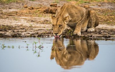 Blutgruppe und Persönlichkeit: Was die Wissenschaft wirklich sagt