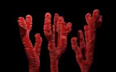 Blutgruppen-Persönlichkeitstheorie: Ein Blick auf den Mythos und die Realität