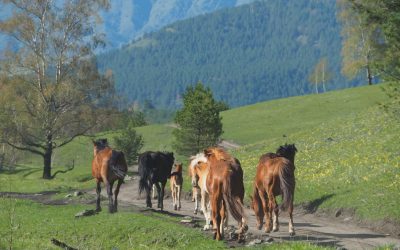 Blutgruppen und Persönlichkeit: Ein Blick auf Mythen und moderne Perspektiven