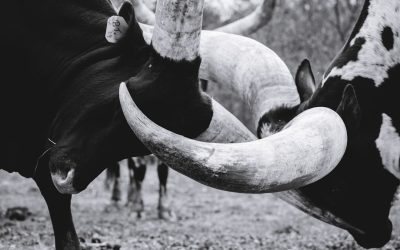 Bull Call Spread: Begrenztes Risiko, zielgerichtete Gewinne im Optionshandel
