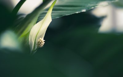 MBTI und Beziehungskompatibilität: Ein Leitfaden für bessere Verbindungen