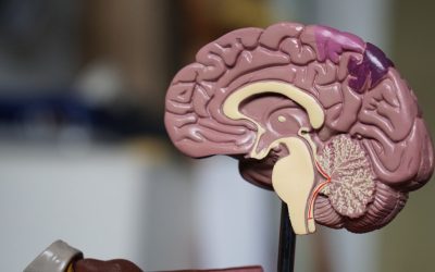 Die Blutgruppendiät: Mythos oder wissenschaftliche Realität? Ein Faktencheck 2026